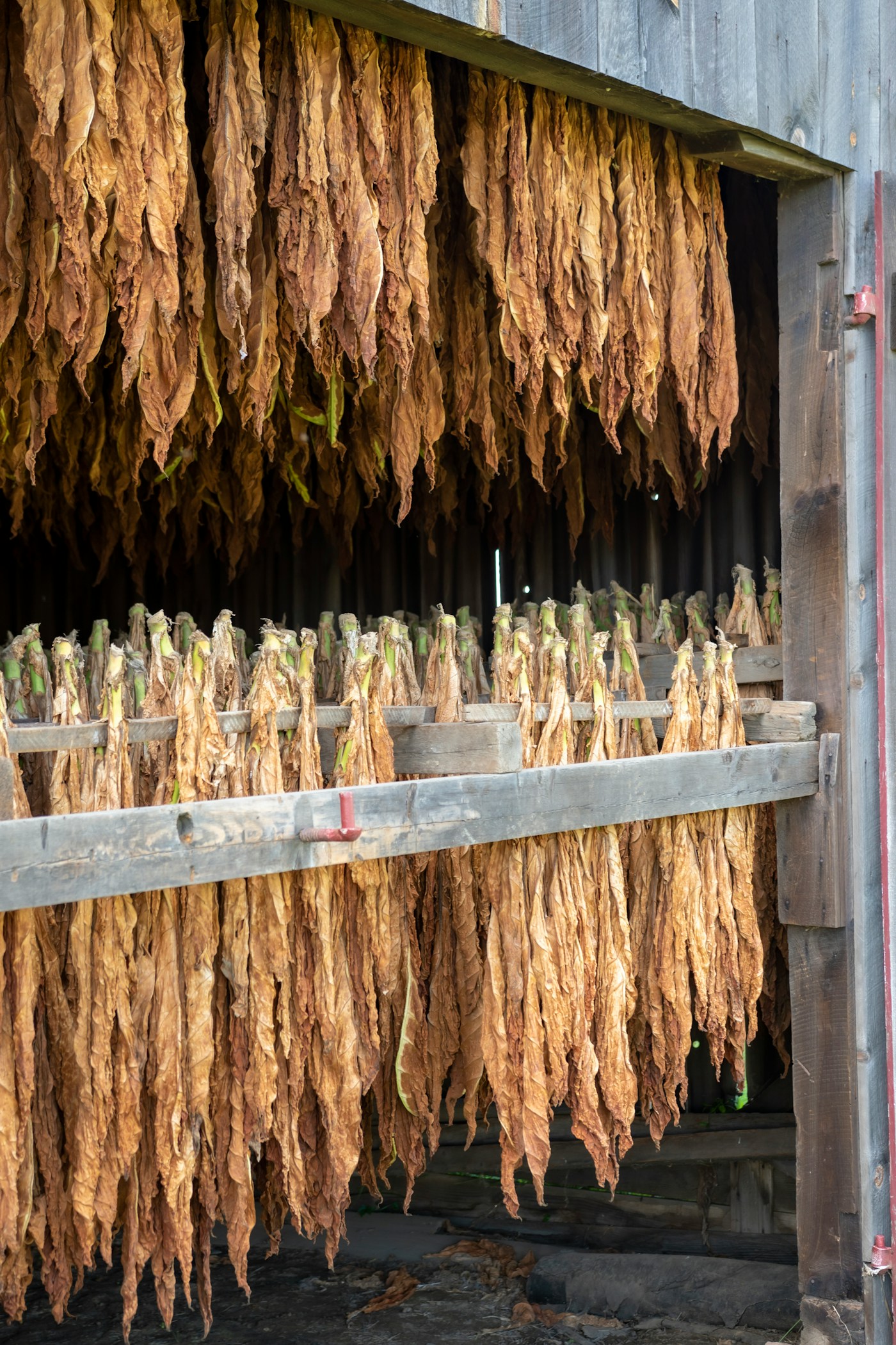 Brown, fully cured tobacco leaves hanging in a barn ready to come down