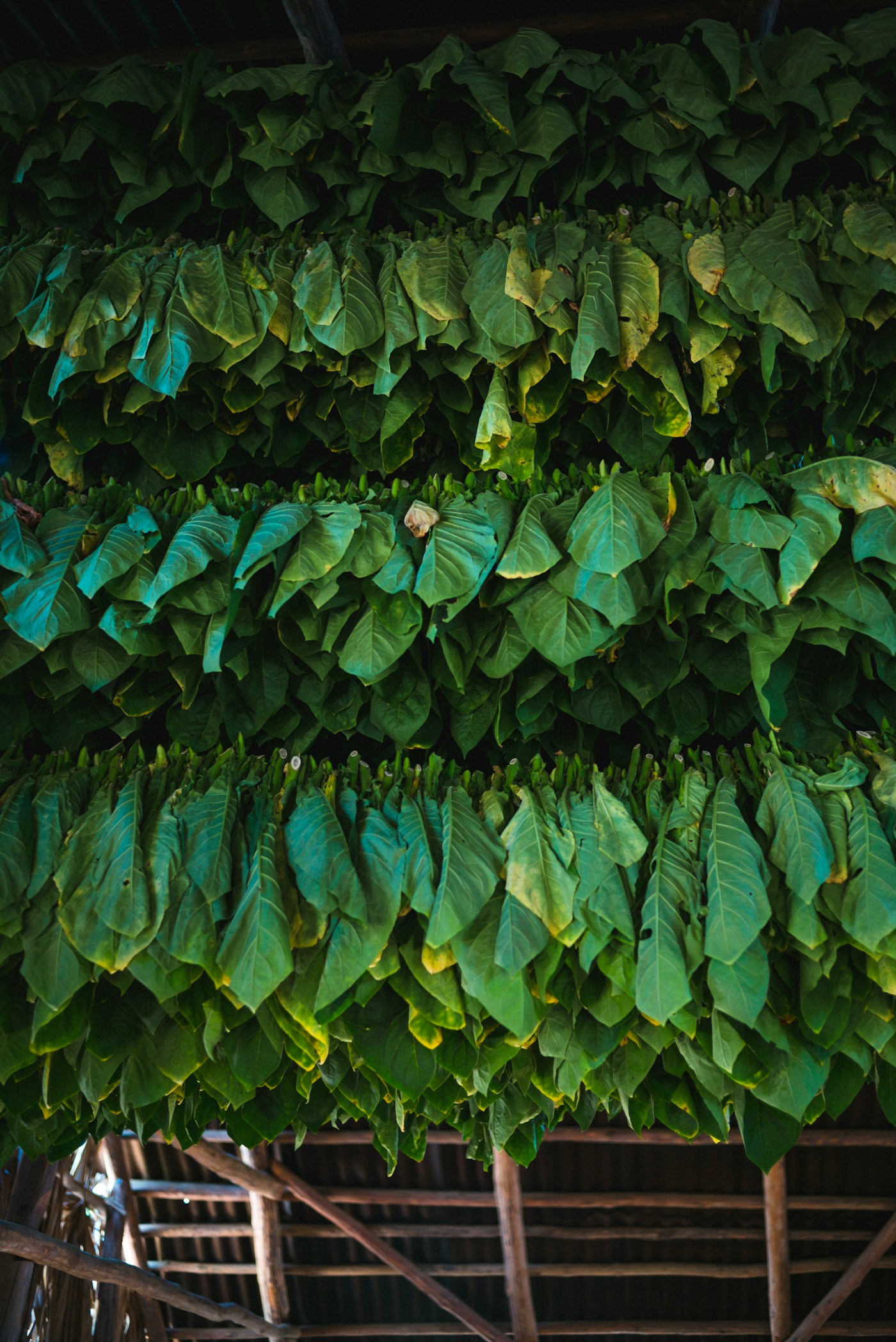 Fresh green tobacco leaves tied and hung in rows inside a curing barn